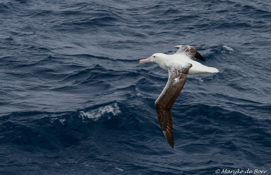 At Sea in the Drake Passage