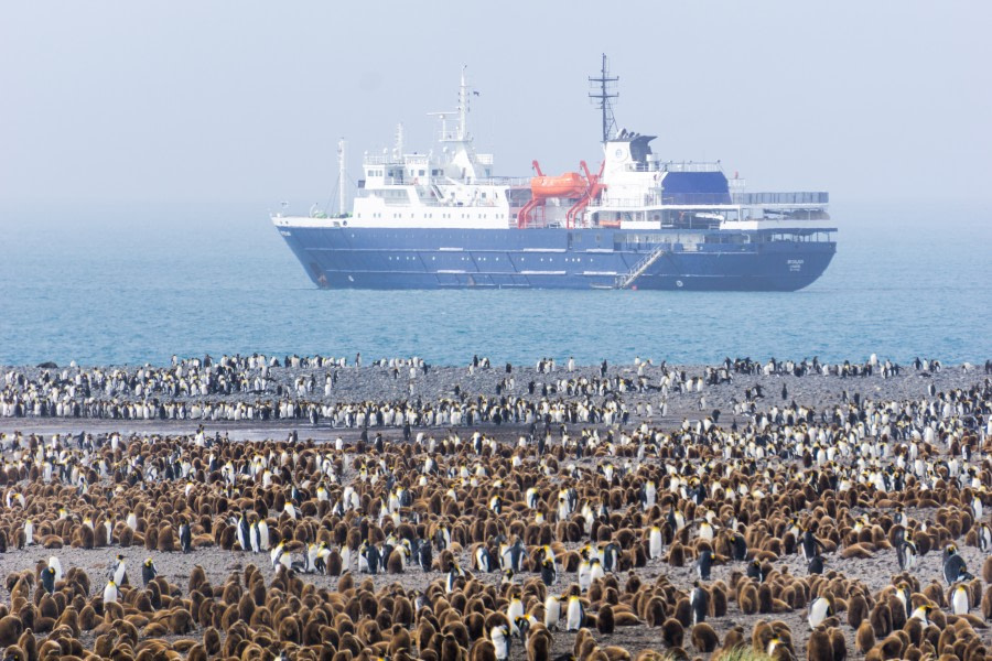 Penguins waiting in line to board Ortelius