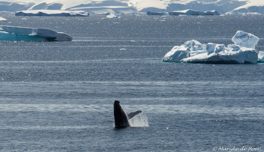 PLA25-16_31 Dec, Breaching humpback whale_ © Marijke de Boer-Oceanwide Expeditions.jpg