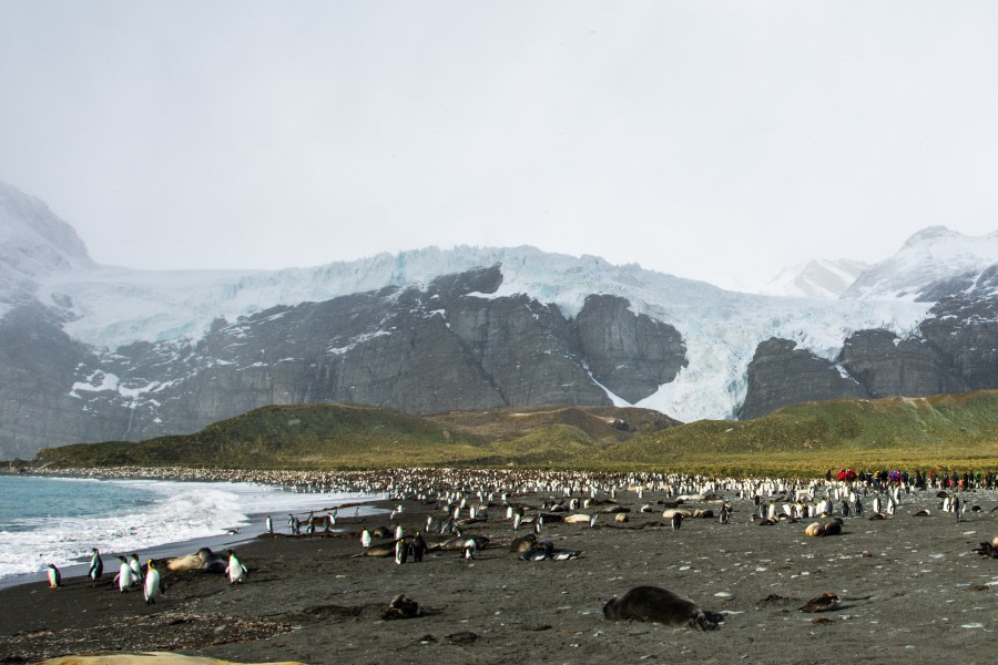 South Georgia: Gold Harbour, Cooper Bay & Drygalski Fjord