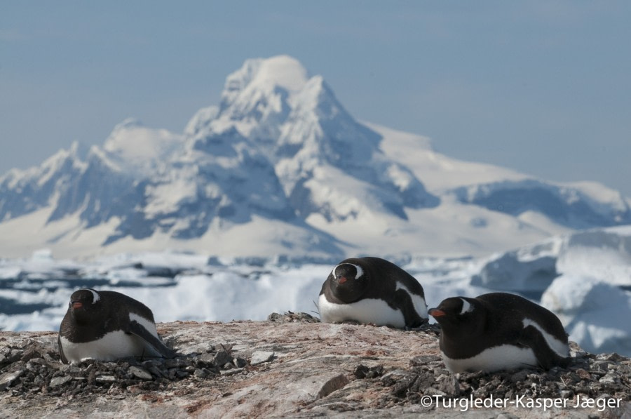 PLA26-17_11JAN_Kasper Log3-Oceanwide Expeditions.jpg