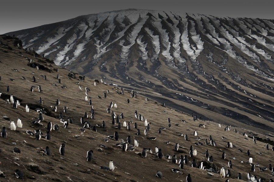 South Sandwich Islands