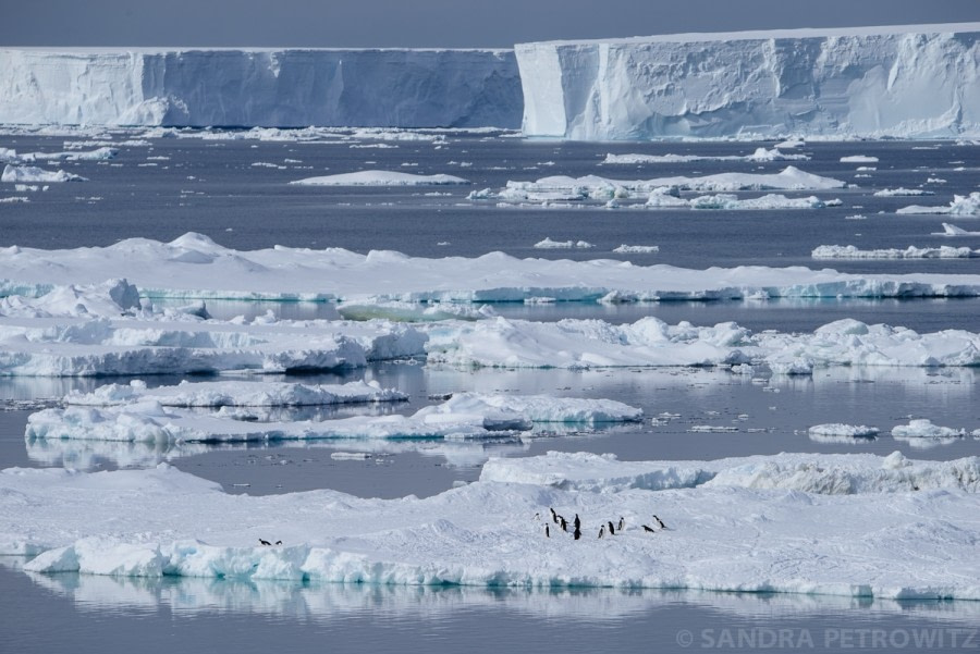 OTL25-17_20161229_OTL25_PenguinsIceberg_SandraPetrowitz-Oceanwide Expeditions.jpg