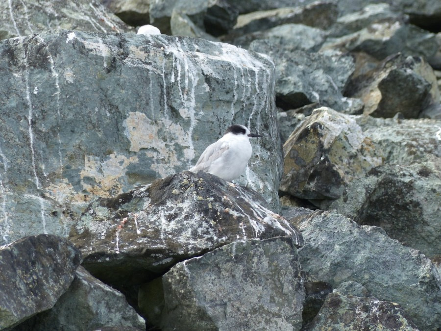 PLA26-17_13JAN_Juvenile_Antarctic_Tern-Oceanwide Expeditions.jpg