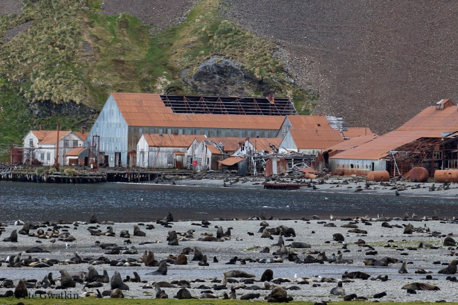 OTL25-17_OTL25 23.12.16 Pete whaling station-Oceanwide Expeditions.jpg