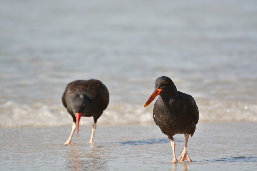 PLA27-17_20_Jan_Oyster catchers at Saunders-Oceanwide Expeditions.jpg