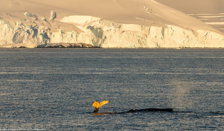 PLA29-17_20170301_Katja Riedel_DSC_9304_Whales in Gerlach-Oceanwide Expeditions.jpg