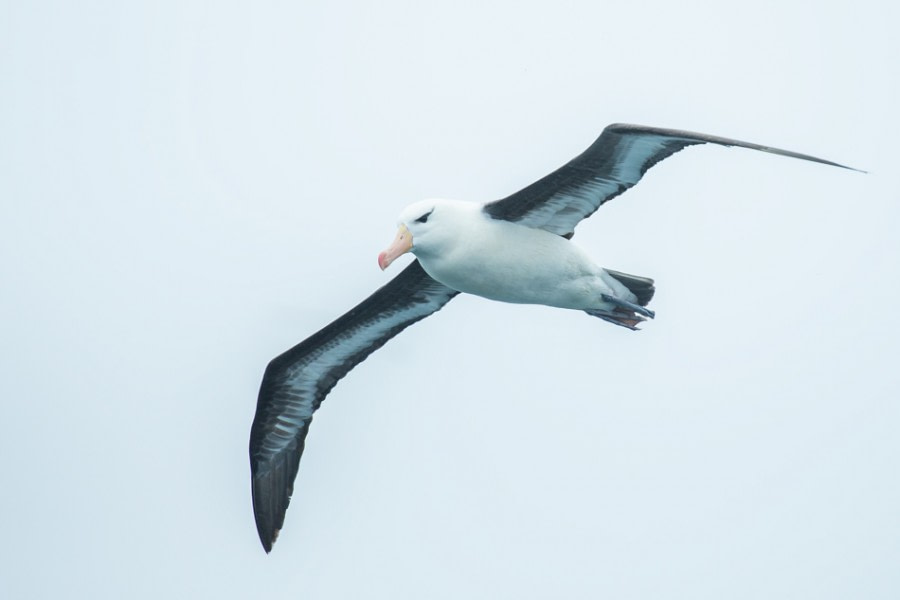 At Sea towards the Falkland Islands