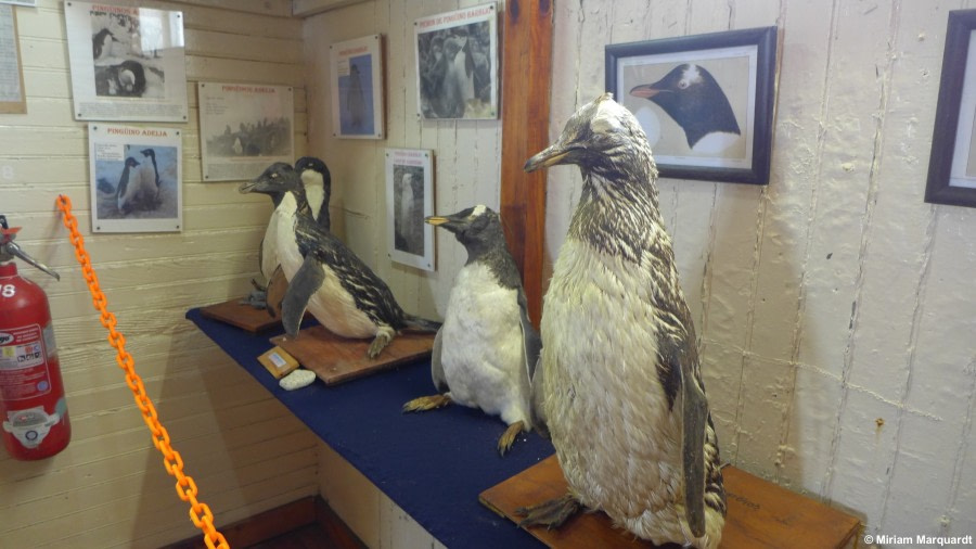 PLA27-17_museum penguins-Oceanwide Expeditions.jpg