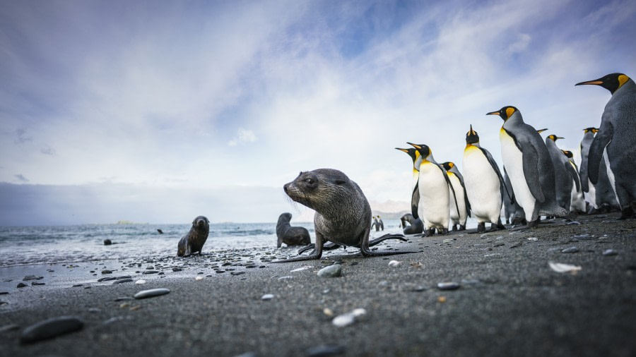 Falklands, South Georgia, Ant Peninsula © Fotografie Dietmar Denger-Oceanwide Expeditions108.jpg