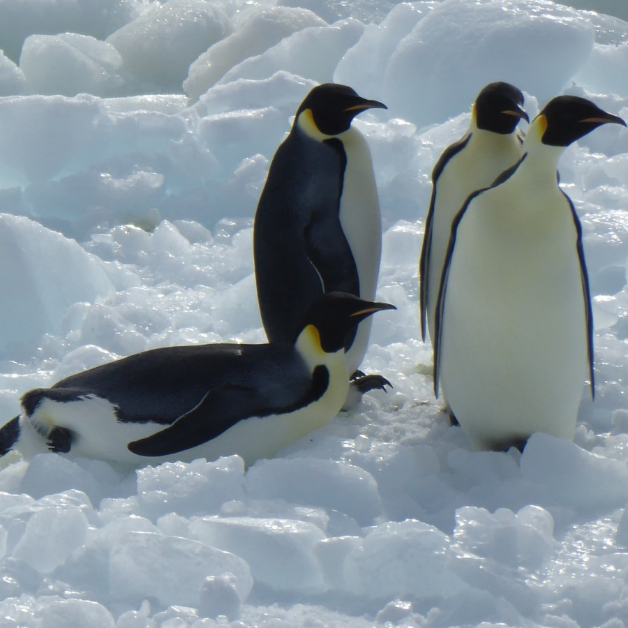 OTL27-17_05Feb,Day 23 Victoria Salem. Emperor penguins 1-Oceanwide Expeditions.jpg