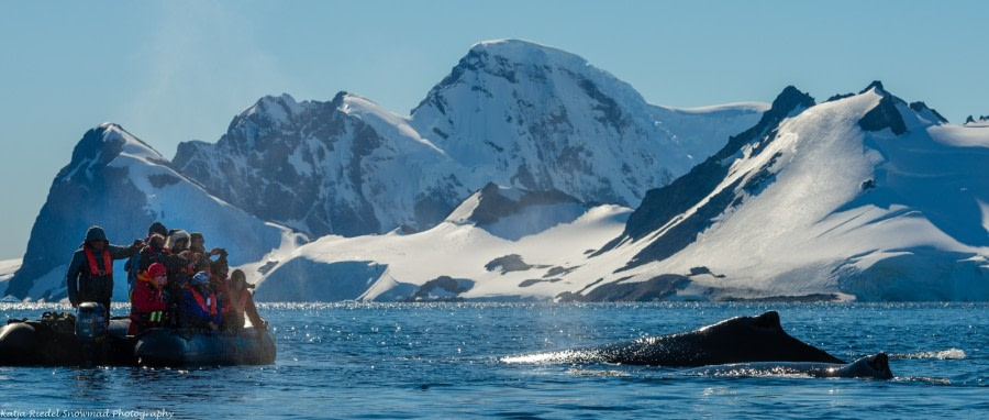 Whales in the Errera Channel © Katja Riedel - Oceanwide Expeditions