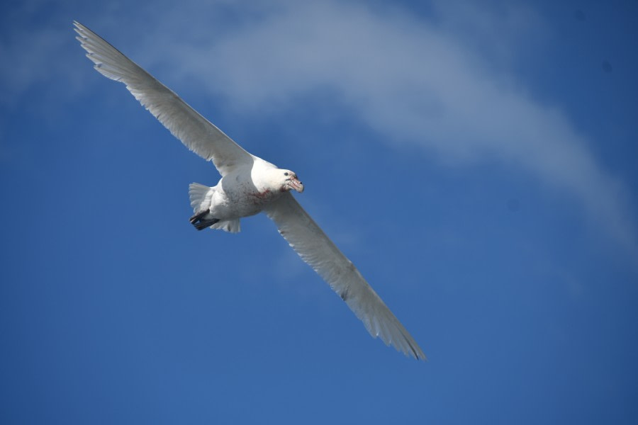 PLA27-17_GP morph over Orkneys 2-Oceanwide Expeditions.jpg