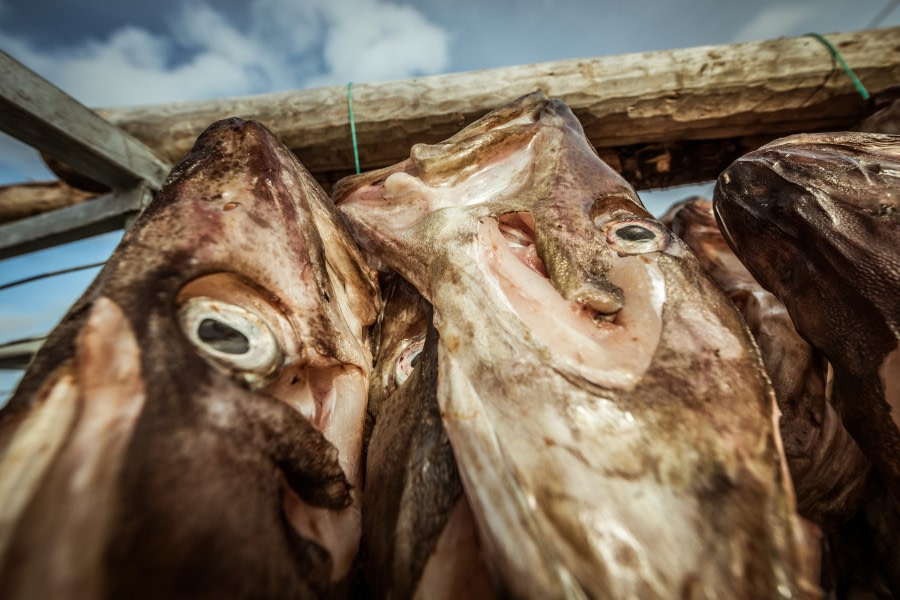 Salted Cod hanging up to dry in Sommaroy, North Norway