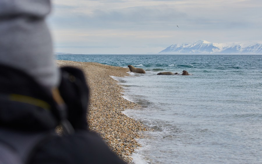 North Spitsbergen Polar Bear Special, June © Markus Eichenberger-Oceanwide Expeditions (89).jpg