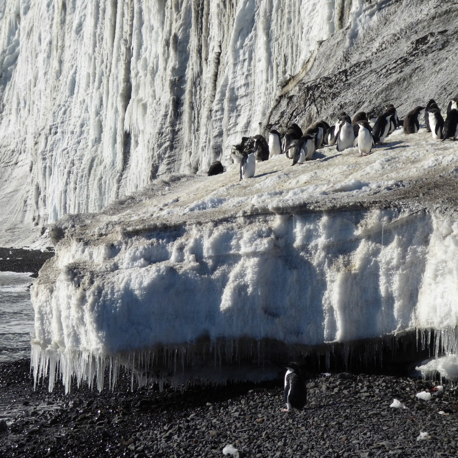 OTL27-17_03Feb,Day 21 Victoria Salem. Adelie penguins with icicles 2-Oceanwide Expeditions.jpg