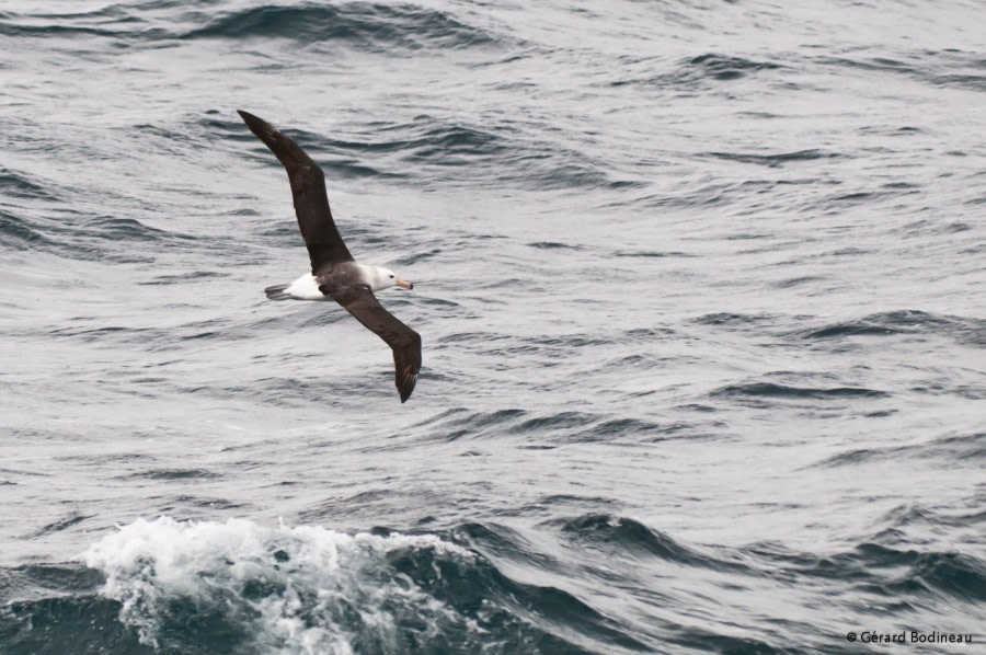 PLA30-17_20170308_GerardBodineau_BlackBroadAlbatross-Oceanwide Expeditions.jpg