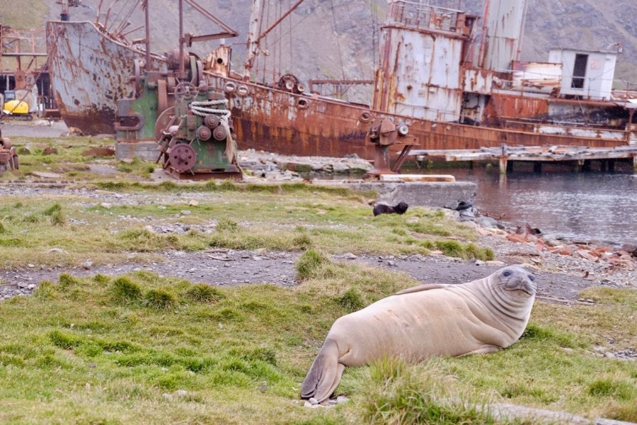 Stromness und Grytviken