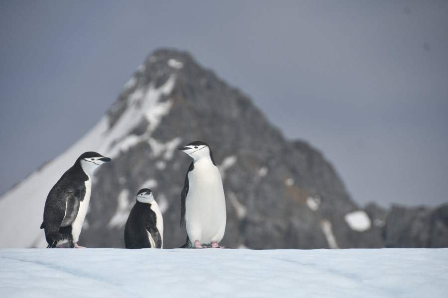 Orcadas Station, South Orkney Islands