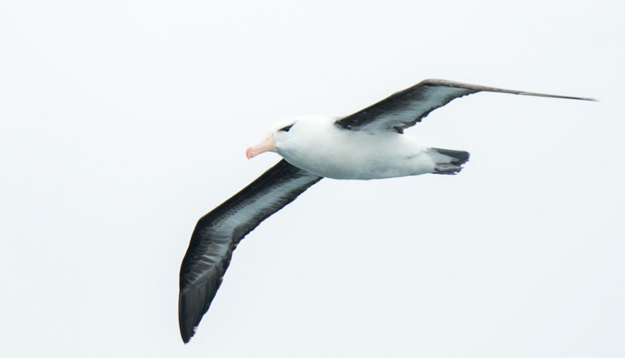 PLA29-17_20170216 Katja Riedel DSC_6361 blackbrowed albatross 2-Oceanwide Expeditions.jpg