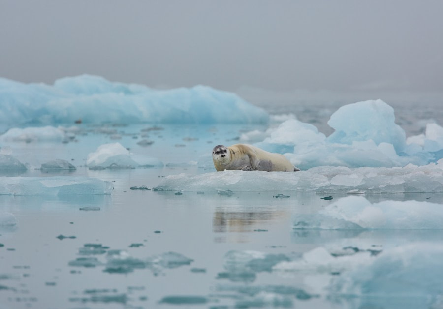 North Spitsbergen Polar Bear Special, June © Markus Eichenberger-Oceanwide Expeditions (136).jpg