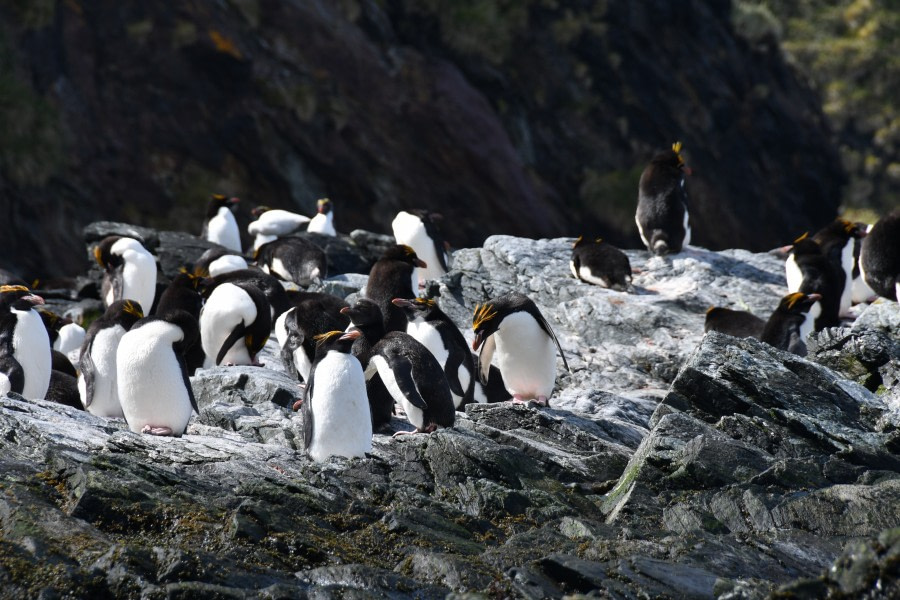 PLA27-17_Macaronis at Cooper Bay-Oceanwide Expeditions.jpg