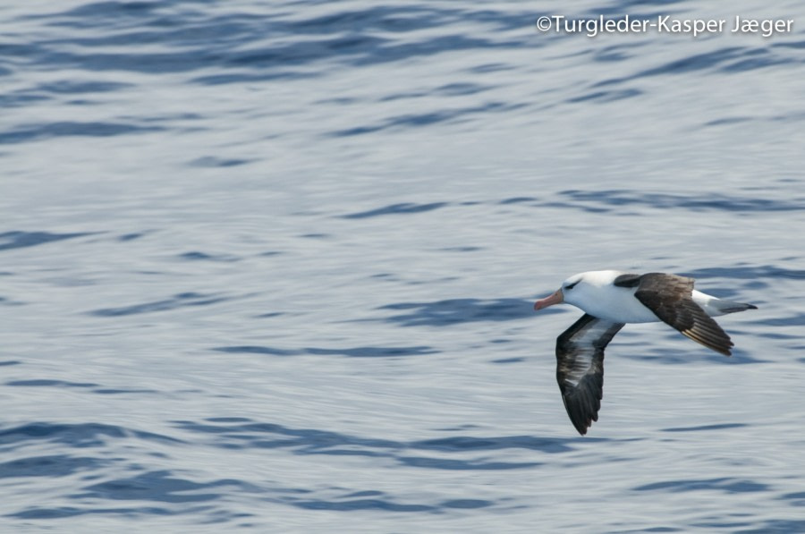 PLA29-17_20170220_Kasper_Jaeger_at_sea-Oceanwide Expeditions.jpg