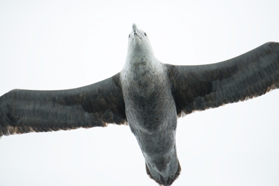 PLA29-17_20170216 Katja Riedel DSC_6340 giant petrel-Oceanwide Expeditions.jpg