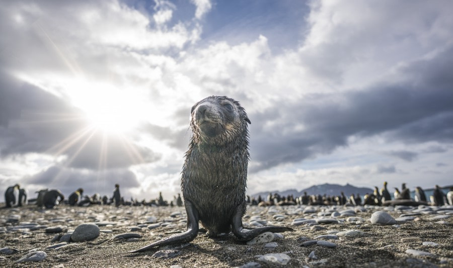 Falklands, South Georgia, Ant Peninsula © Fotografie Dietmar Denger-Oceanwide Expeditions100.jpg