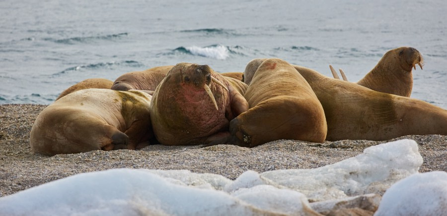 North Spitsbergen Polar Bear Special, June © Markus Eichenberger-Oceanwide Expeditions (92).jpg