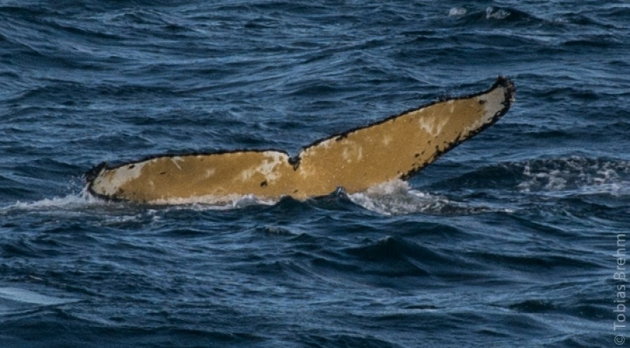 At sea towards  Antarctica