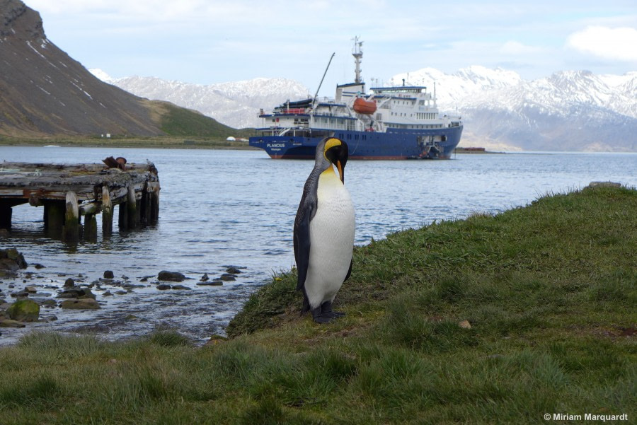 PLA27-17_Gryt King and Planc-Oceanwide Expeditions.jpg