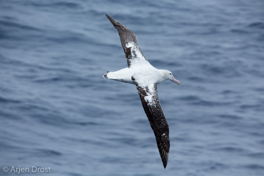 OTL27-17_14Jan, day_2_20170114_Arjen_Drost_24553-Oceanwide Expeditions.jpg