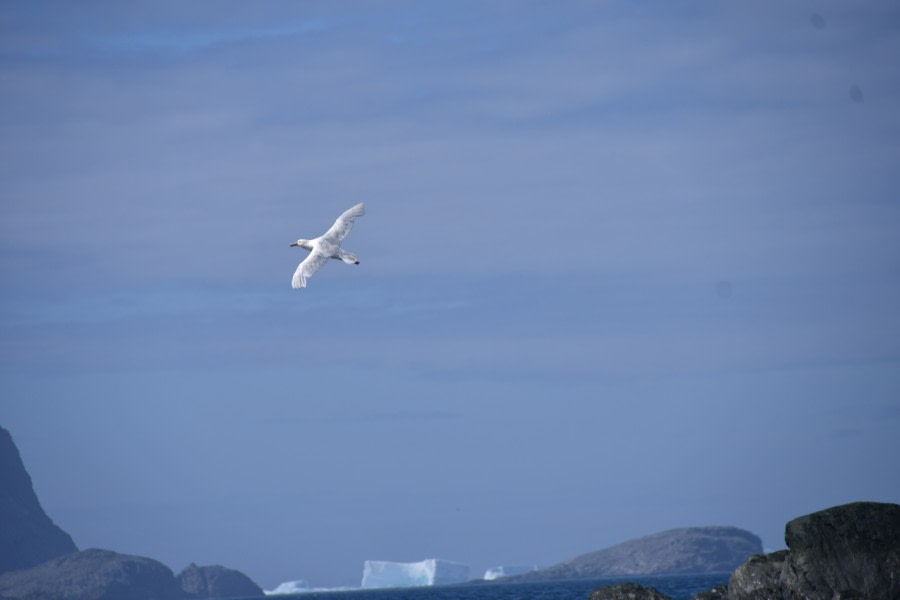 PLA27-17_GP morph over Orkneys 1-Oceanwide Expeditions.jpg