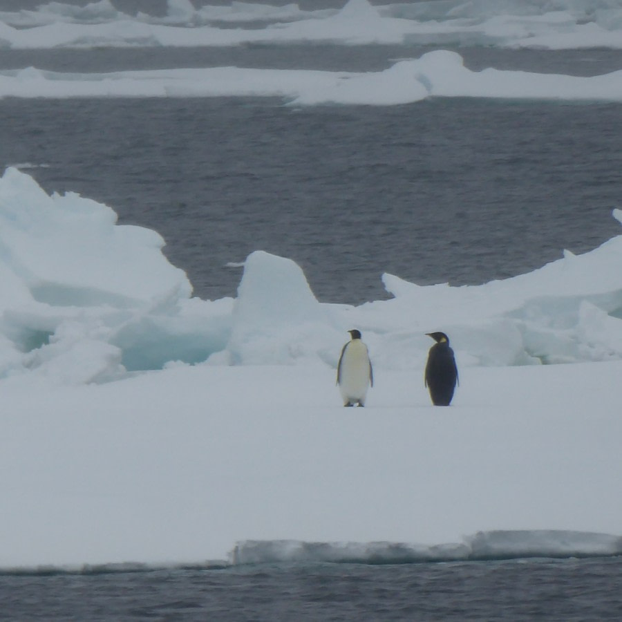 in the Ross Sea