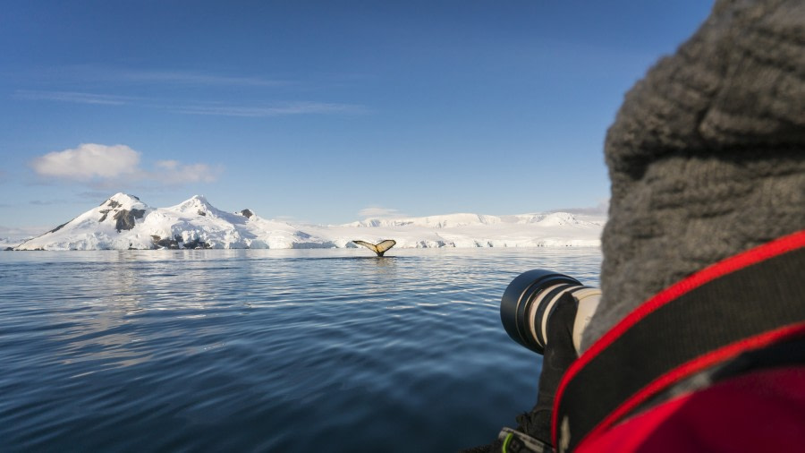 Falklands, South Georgia, Ant Peninsula © Fotografie Dietmar Denger-Oceanwide Expeditions275.jpg