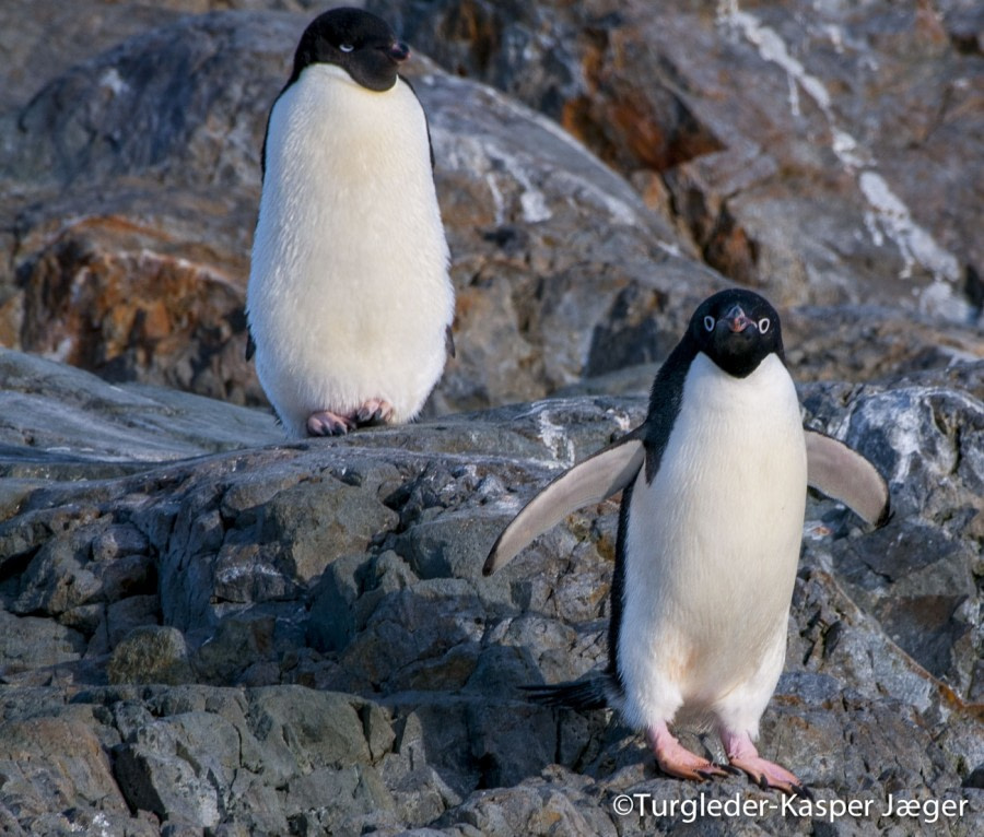 PLA27-17_01_Feb_Yalours 2-Oceanwide Expeditions.jpg