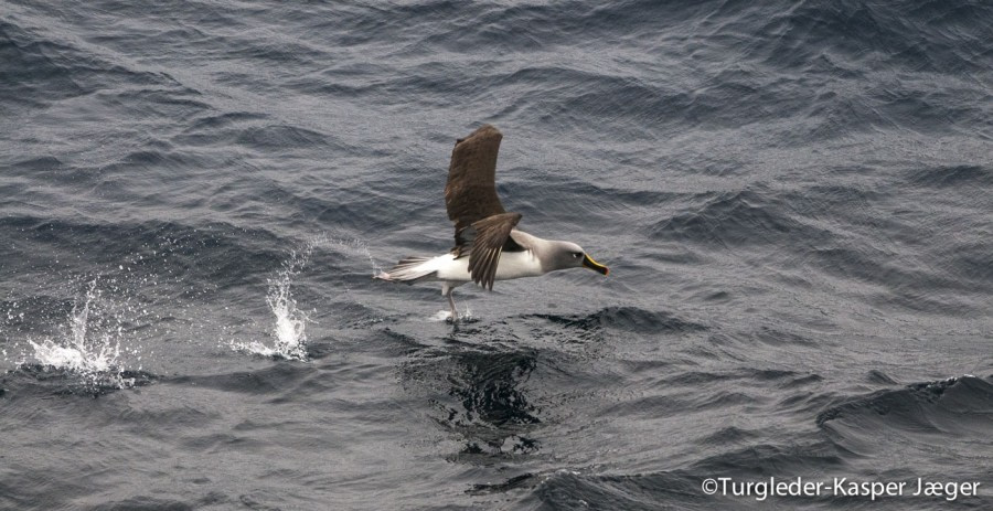 PLA27-17_23_Jan_Pic 2-Oceanwide Expeditions.jpg