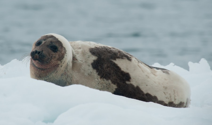 harp seal pup hunting