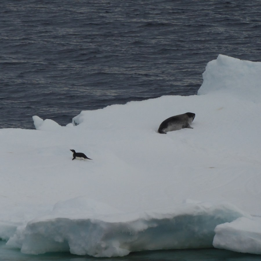 in the Ross Sea