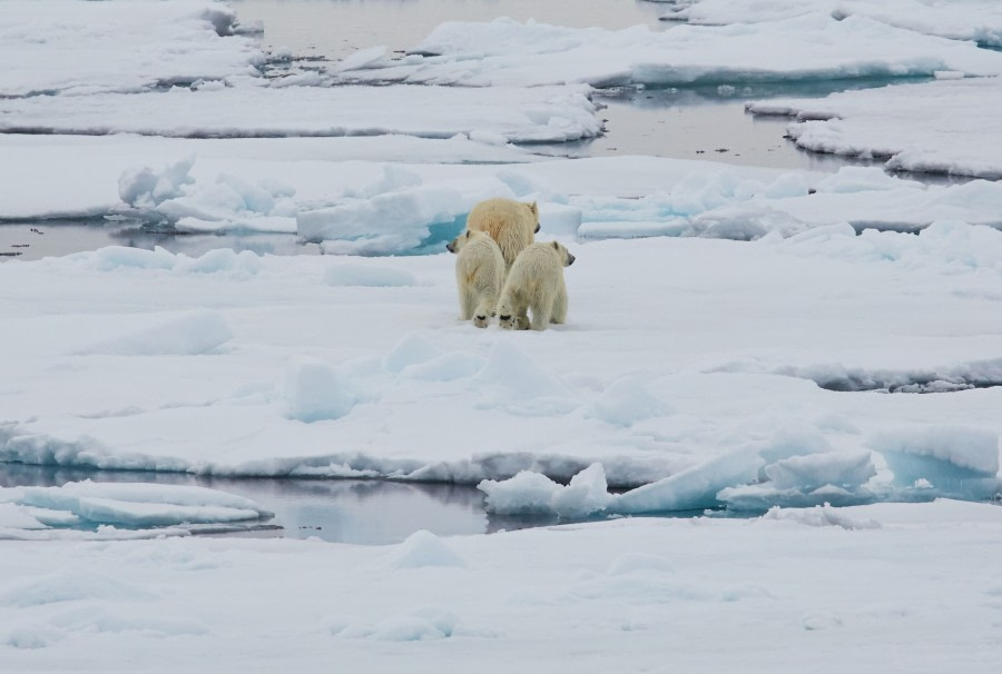 North Spitsbergen Polar Bear Special, June © Markus Eichenberger-Oceanwide Expeditions (60).jpg