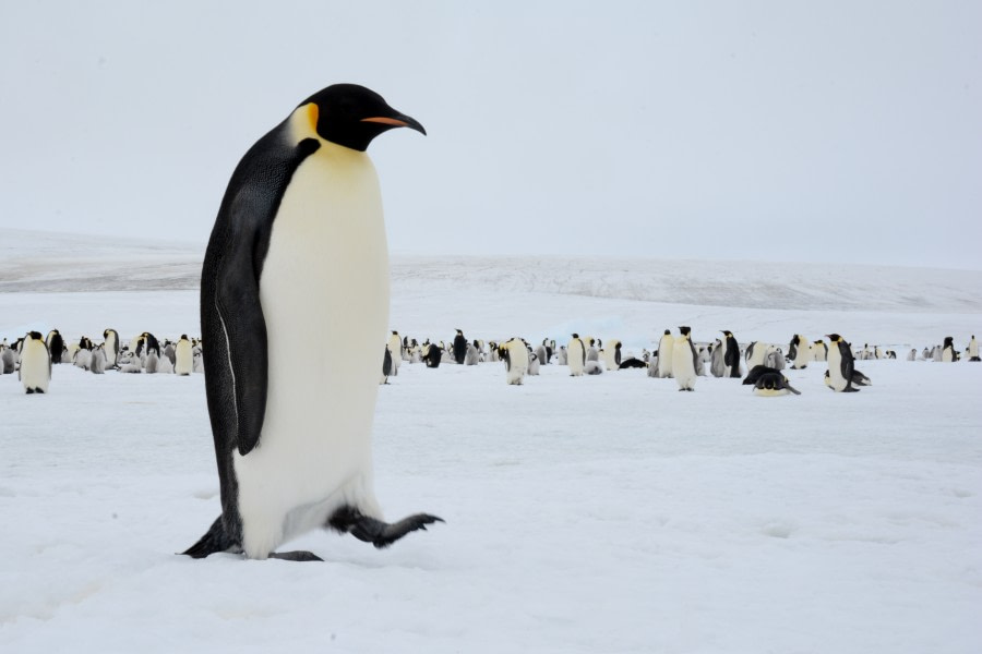 Emperor Penguins, Snow Hill Island, Weddell Sea, Antarctica © James Cresswell, Geo World Travel-Oceanwide Expeditions (24).jpg