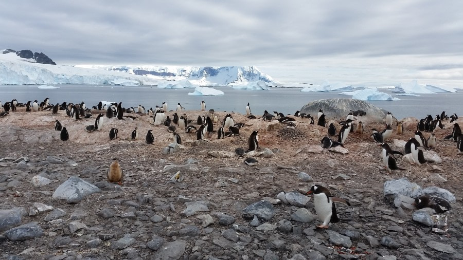 Lemaire chanel, Petermann Island & zodiac cruise in Yalour Island