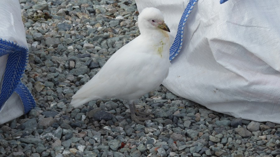 OTL28-17, Ross Sea,Day 28 Victoria Salem. Snowy sheathbill, Danco Island-Oceanwide Expeditions.JPG