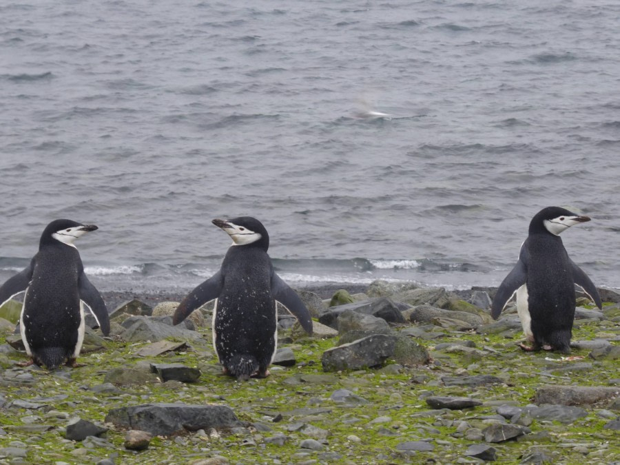 OTL29-17,Day 4 Victoria Salem. Three Chinstrap penguins, Half Moon Island-Oceanwide Expeditions.JPG