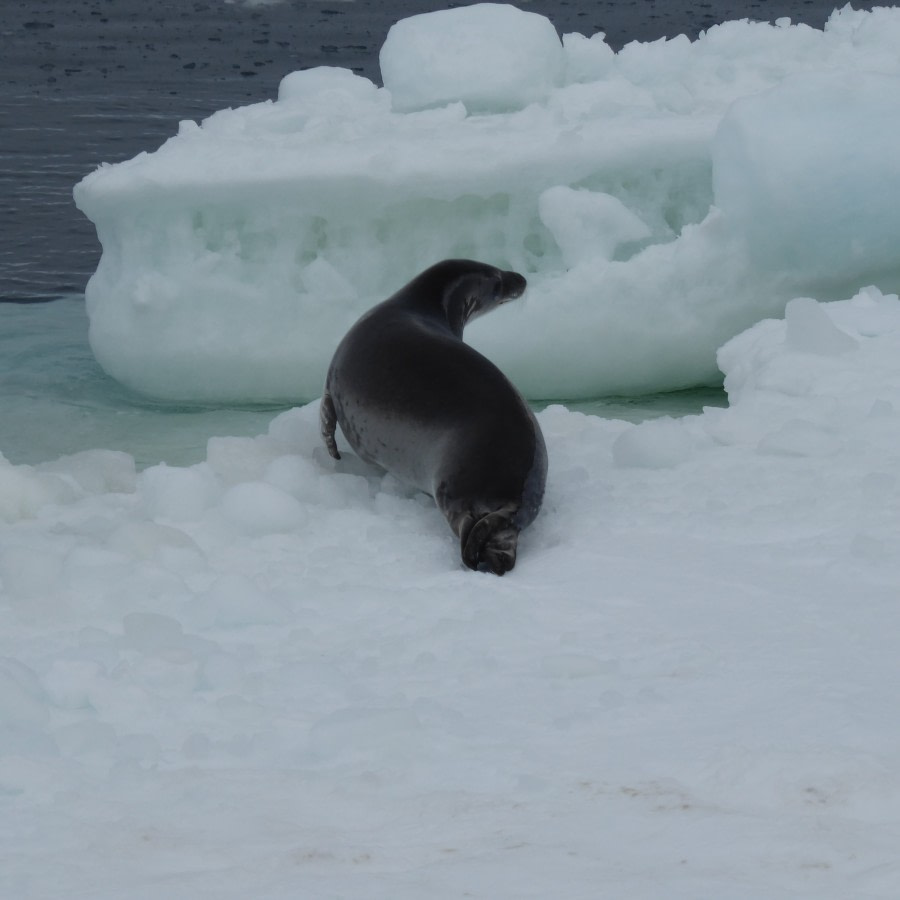 OTL28-17, Ross Sea,Day 9 Victoria Salem. Crabeater on ice floe-Oceanwide Expeditions.JPG