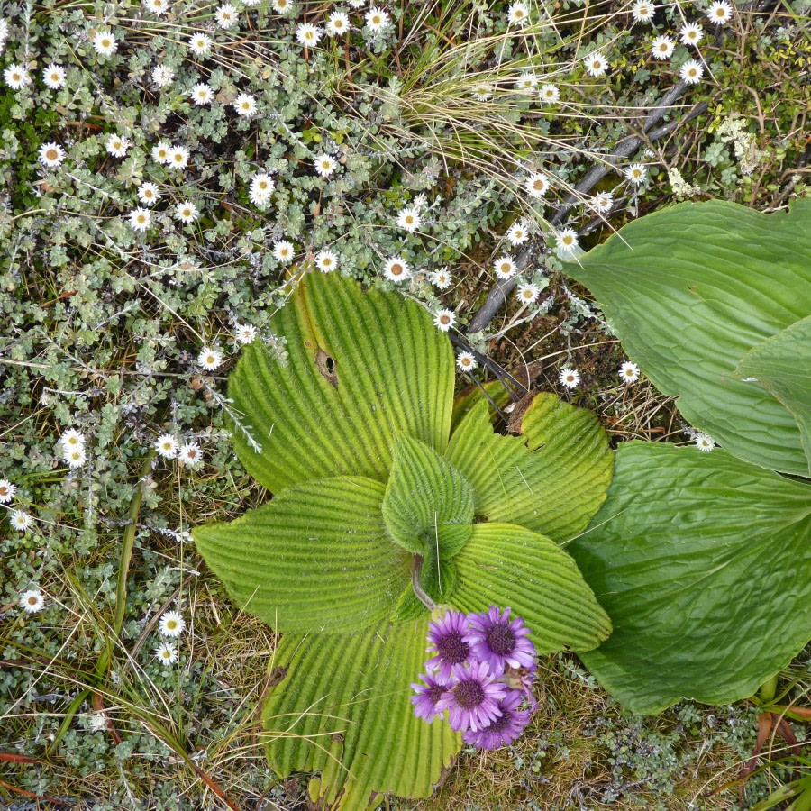 OTL28-17, Ross Sea,Day 3 Victoria Salem. Campbell Island flowers-Oceanwide Expeditions.JPG