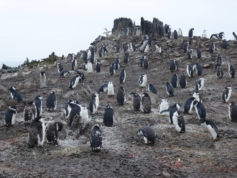 OTL29-17,Day 4 Victoria Salem. Many Chinstrap penguins, Half Moon Island-Oceanwide Expeditions.JPG