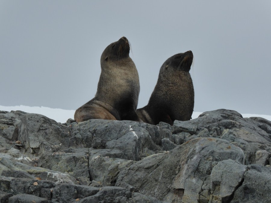 OTL28-17, Ross Sea,Day 26 Victoria Salem. Zodiac cruise Fur seals-Oceanwide Expeditions.JPG