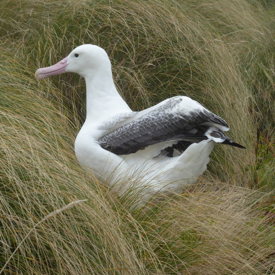 Ross Sea, Southern Royal albatross © Victoria Salem - Oceanwide Expeditions